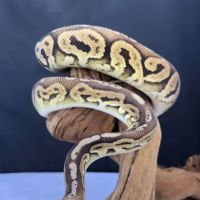 Allan's Pet Center - East LA ico