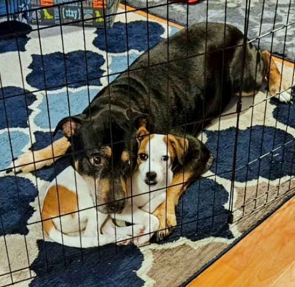 Candor Animal Care P.C. Picture 1
