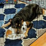 Candor Animal Care P.C.