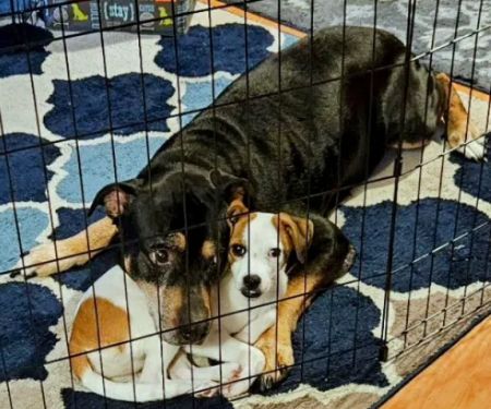Candor Animal Care P.C.