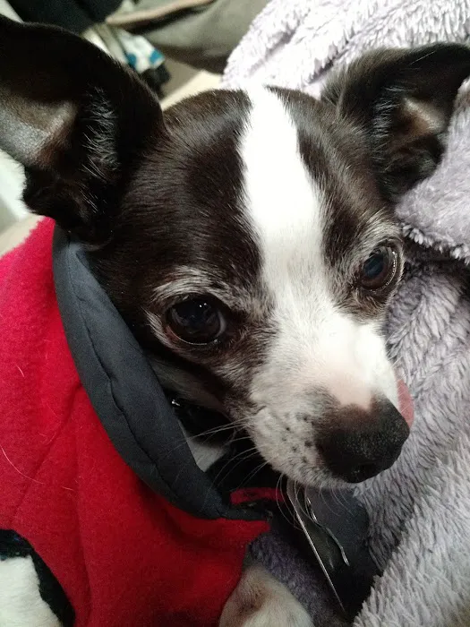 Candor Animal Care P.C. Picture 7