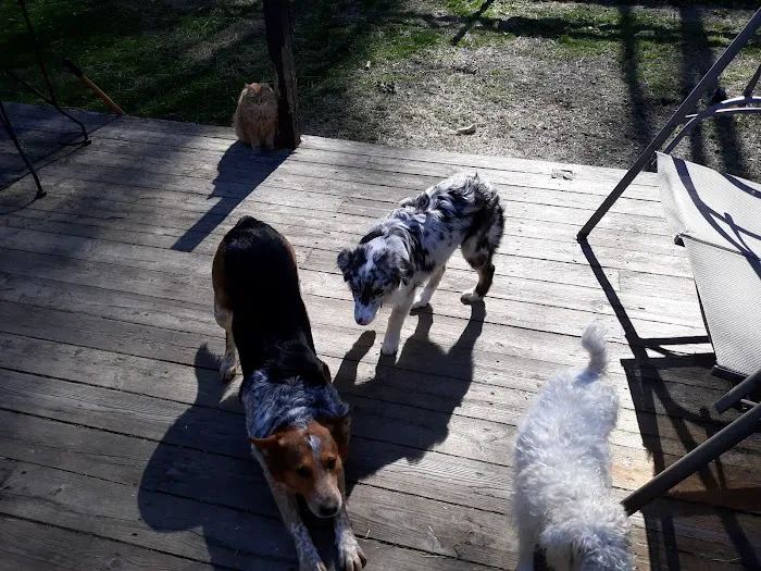 Candor Animal Care P.C. Picture 10
