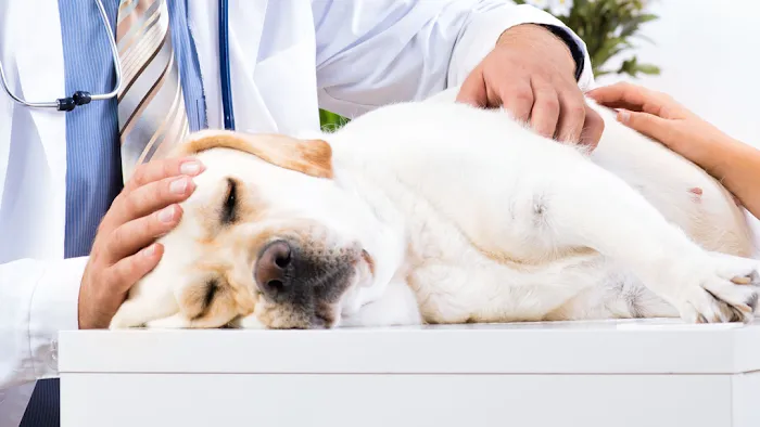 Candor Animal Care P.C. Picture 6