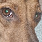 Spay Missouri Spay Kansas
