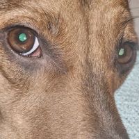 Spay Missouri Spay Kansas ico