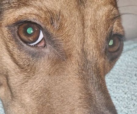 Spay Missouri Spay Kansas