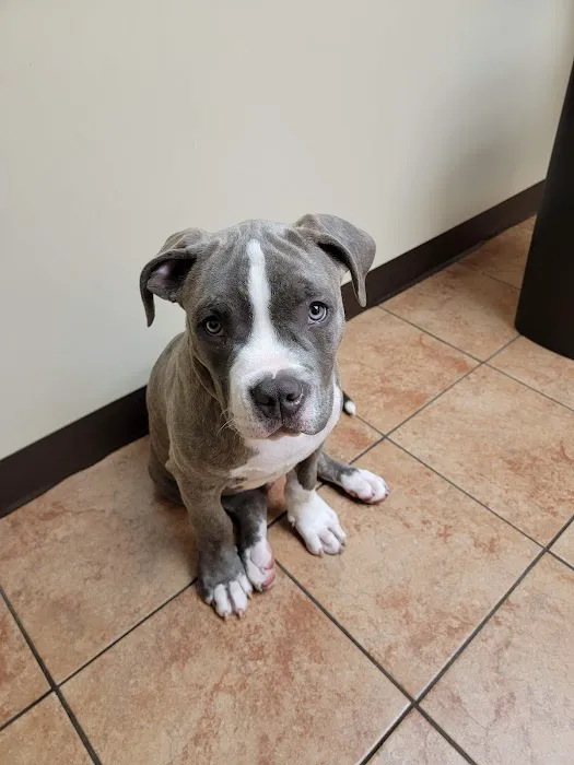 Community Veterinary Center Picture 9