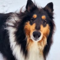 Community Veterinary Center ico