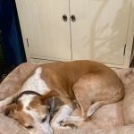 Community Veterinary Center: Leahy David DVM