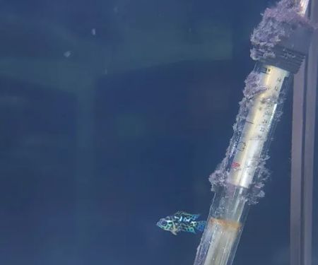 Custom Aquariums by Design Inc