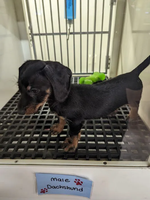 Mission Pet Mart, Inc. Picture 4