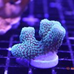 Northland Aquaculture