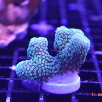 Northland Aquaculture ico