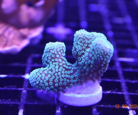 Northland Aquaculture