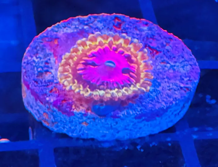 Northland Aquaculture Picture 10