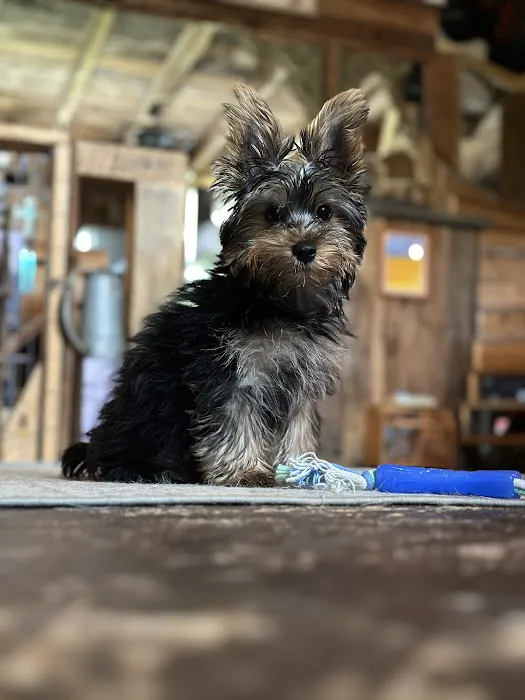Oneonta Veterinary Hospital Picture 6