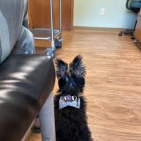 Oneonta Veterinary Hospital ico