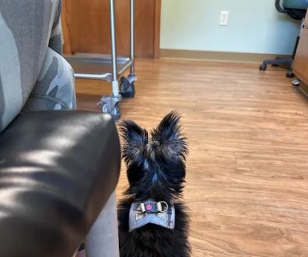Oneonta Veterinary Hospital