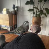 John’s Exotic Pet Store ico