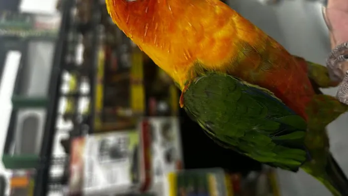John’s Exotic Pet Store Picture 4