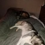 Veterinary Clinic of Delhi