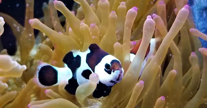 The Clownfish Shop (please call for appointment) Picture 2