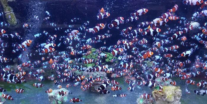 The Clownfish Shop (please call for appointment) Picture 6
