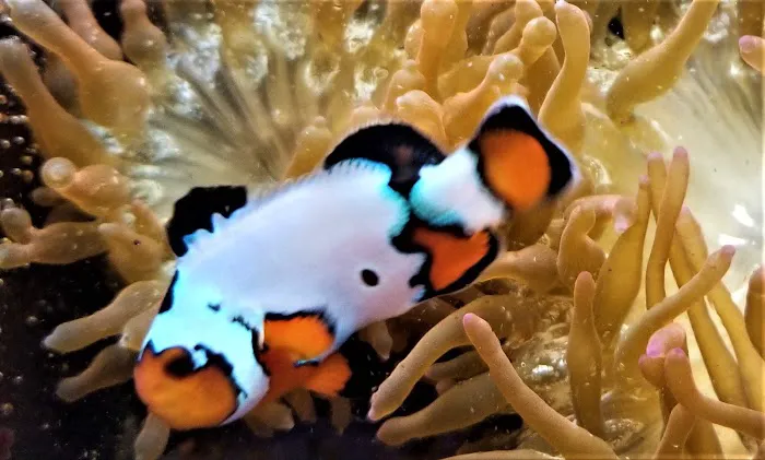 The Clownfish Shop (please call for appointment) Picture 3