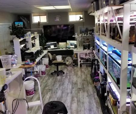 The Clownfish Shop (please call for appointment)
