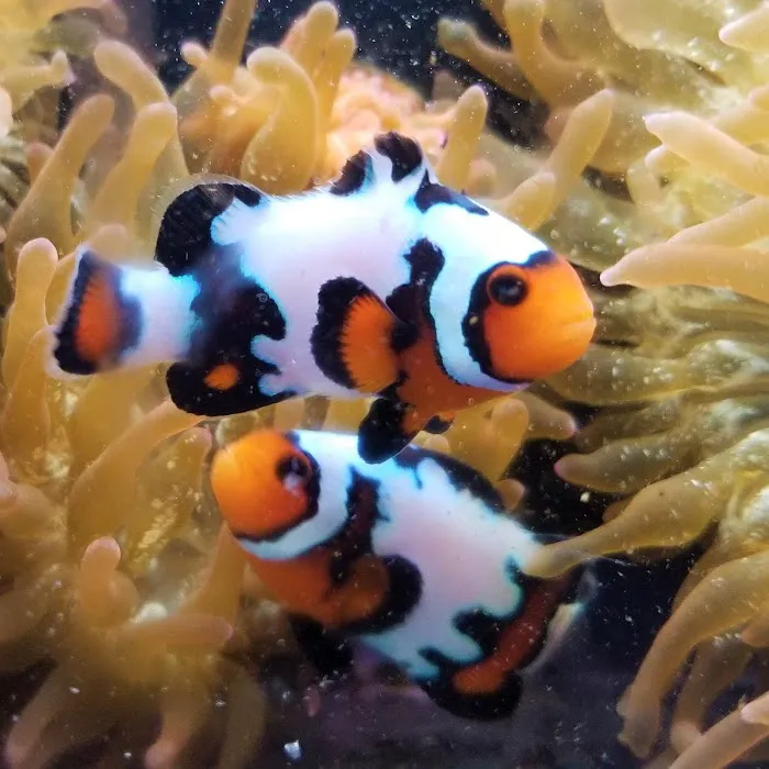 The Clownfish Shop (please call for appointment) Picture 5