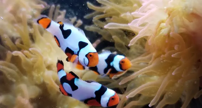 The Clownfish Shop (please call for appointment) Picture 9