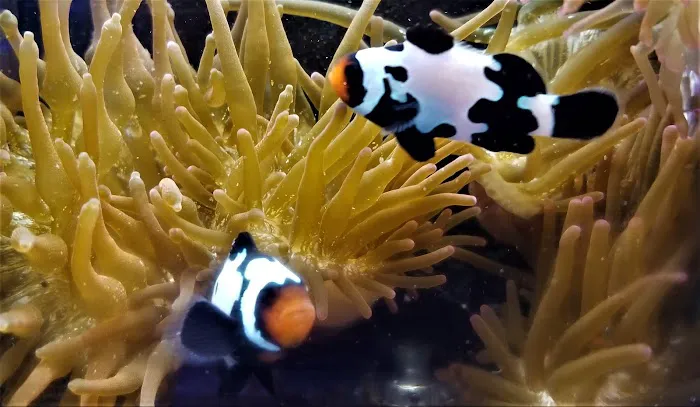 The Clownfish Shop (please call for appointment) Picture 7