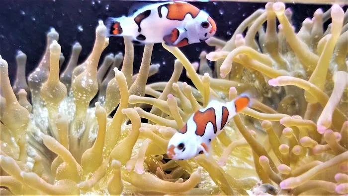The Clownfish Shop (please call for appointment) Picture 8