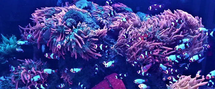 The Clownfish Shop (please call for appointment) Picture 10