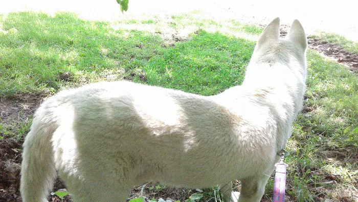 Delhi Animal Hospital Picture 7