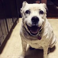 Delhi Animal Hospital ico
