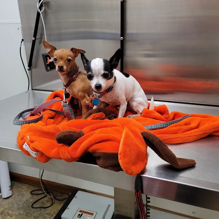 Delhi Animal Hospital Picture 5