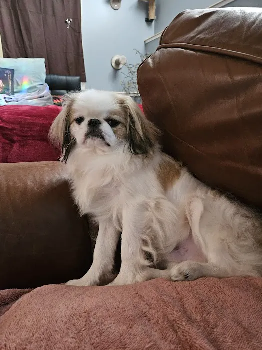 Pet Stop Picture 10