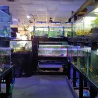Live Art Aquatics ico