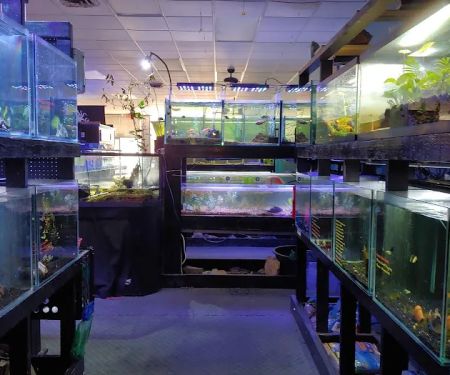 Live Art Aquatics