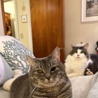 Southside Veterinary Clinic ico
