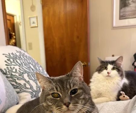 Southside Veterinary Clinic