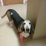 New Berlin Veterinary Clinic