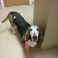 New Berlin Veterinary Clinic ico