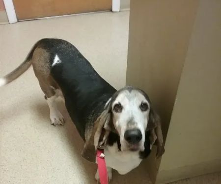 New Berlin Veterinary Clinic