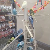 Petco ico