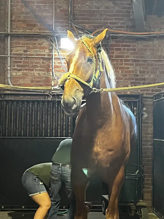 Leatherstocking Equine Center Picture 1
