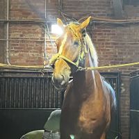 Leatherstocking Equine Center ico