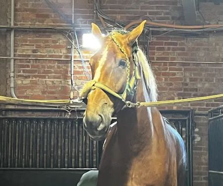 Leatherstocking Equine Center