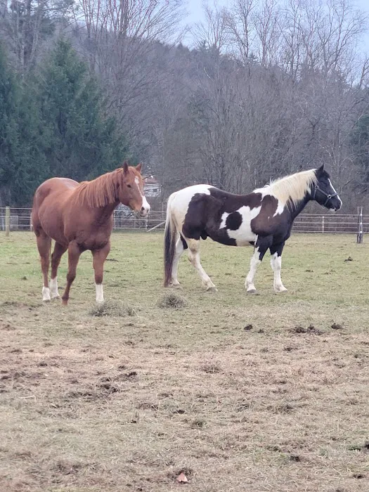 Leatherstocking Equine Center Picture 5
